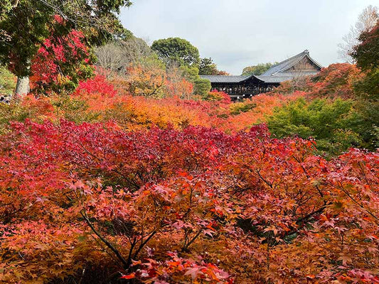 Greetings from the picturesque Tofukuji Temple