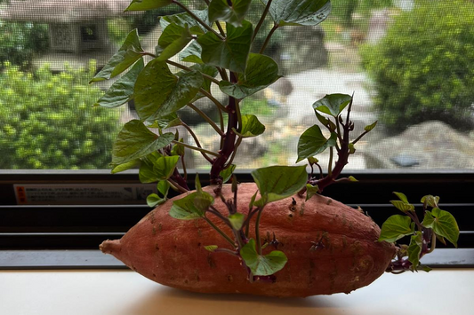 sweet potato has grown into a little bush